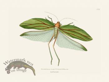 115 Locust Bay-Leaved